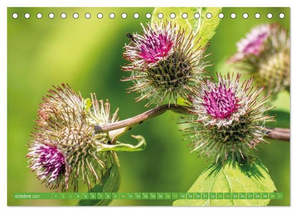 Produktbild: Fleurs du jardin aromatique (Calendrier de bureau 2027 DIN A5 vertical), CALVENDO calendrier mensuel