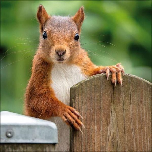 Produktbild: Eichh&ouml;rnchen 2027