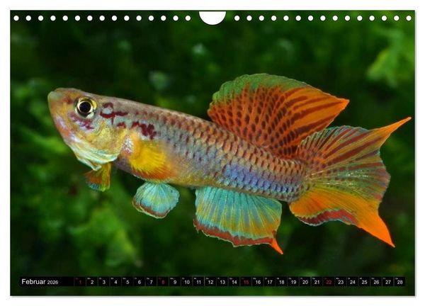 Produktbild: Bunte Fische der Welt - Killifische (Wandkalender 2026 DIN A4 quer), CALVENDO Monatskalender