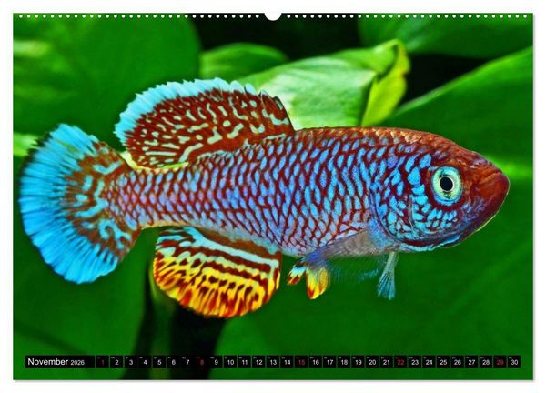 Produktbild: Killifische &ndash; Bunte Fische Afrikas (hochwertiger Premium Wandkalender 2026 DIN A2 quer), Kunstdruck in Hochglanz