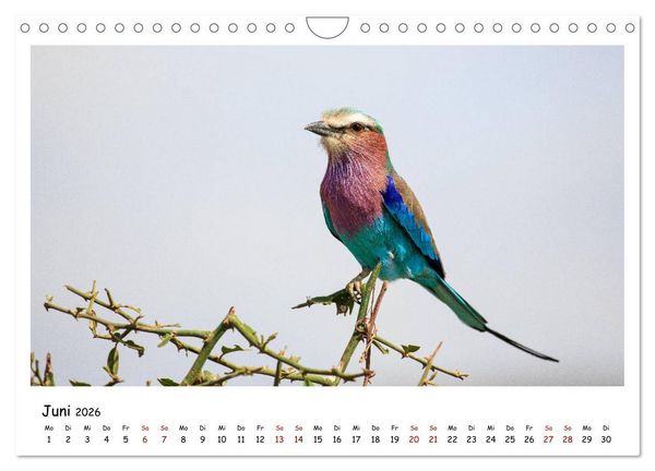 Produktbild: Tierparadies Kenia (Wandkalender 2026 DIN A4 quer), CALVENDO Monatskalender