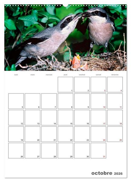 Produktbild: Les passereaux &agrave; l'or&eacute;e de la vie (Calendrier mural 2026 DIN A2 horizontal), CALVENDO calendrier mensuel