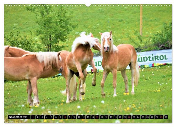 Produktbild: Pferde im Passeiertal (Wandkalender 2026 DIN A2 quer), CALVENDO Monatskalender