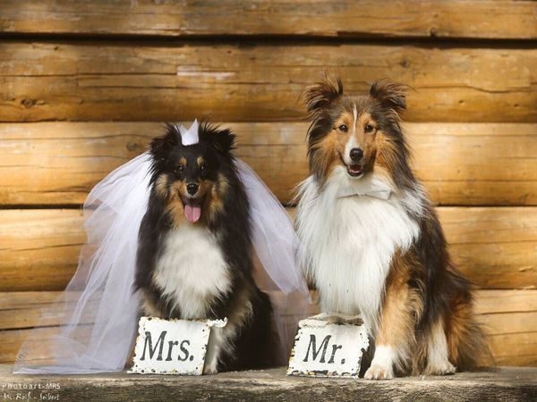 Produktbild: CALVENDO Puzzle Just married | 1000 Teile Lege-Gr&ouml;&szlig;e 64x48cm Foto-Puzzle f&uuml;r gl&uuml;ckliche Stunden