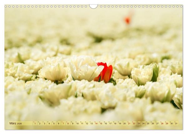Produktbild: Tulpen - Hollands Stolz (Wandkalender 2026 DIN A3 quer), CALVENDO Monatskalender