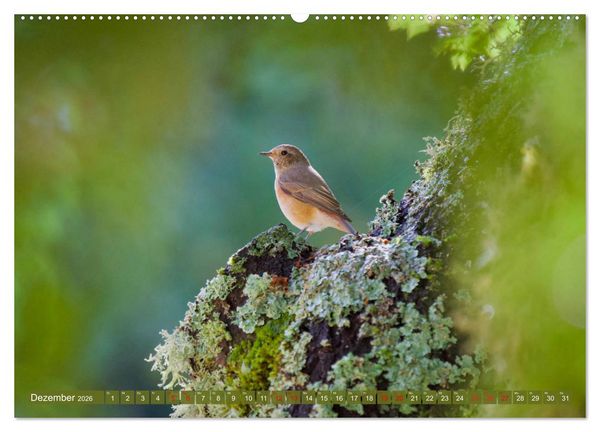 Produktbild: Geliebtes Federvieh (hochwertiger Premium Wandkalender 2026 DIN A2 quer), Kunstdruck in Hochglanz