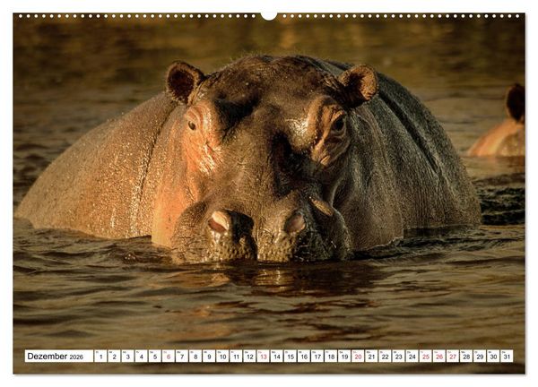 Produktbild: Namibia & Botswana (hochwertiger Premium Wandkalender 2026 DIN A2 quer), Kunstdruck in Hochglanz