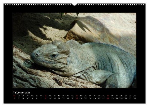 Produktbild: Faszinierende Reptilien (hochwertiger Premium Wandkalender 2026 DIN A2 quer), Kunstdruck in Hochglanz