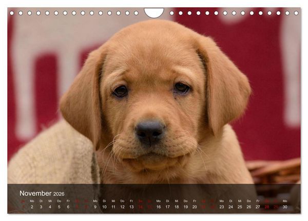 Produktbild: Labrador Retriever Welpen (Wandkalender 2026 DIN A4 quer), CALVENDO Monatskalender