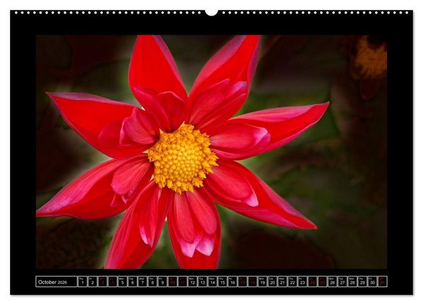 Produktbild: Mysterious plant portraits (Wall Calendar 2026 DIN A2 landscape), CALVENDO 12 Month Wall Calendar
