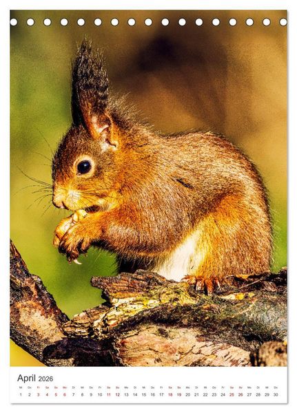 Produktbild: Niedlicher Nager - Das Eichh&ouml;rnchen (Tischkalender 2026 DIN A5 hoch), CALVENDO Monatskalender