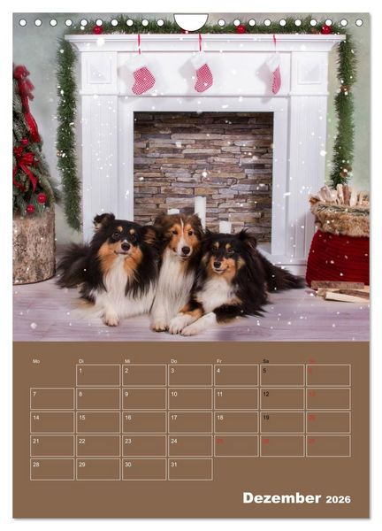 Produktbild: SHELTIES Herzensbrecher auf 4 Pfoten (Wandkalender 2026 DIN A4 hoch), CALVENDO Monatskalender
