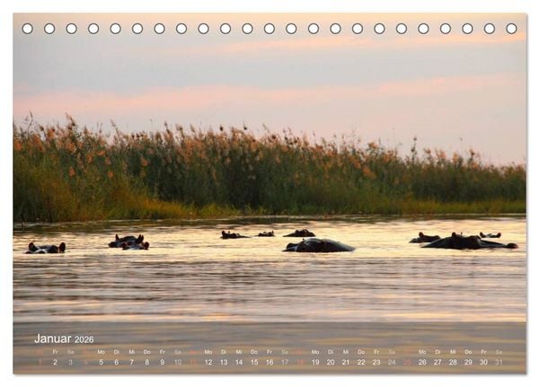 Produktbild: Botswana Wildlife (Tischkalender 2026 DIN A5 quer), CALVENDO Monatskalender