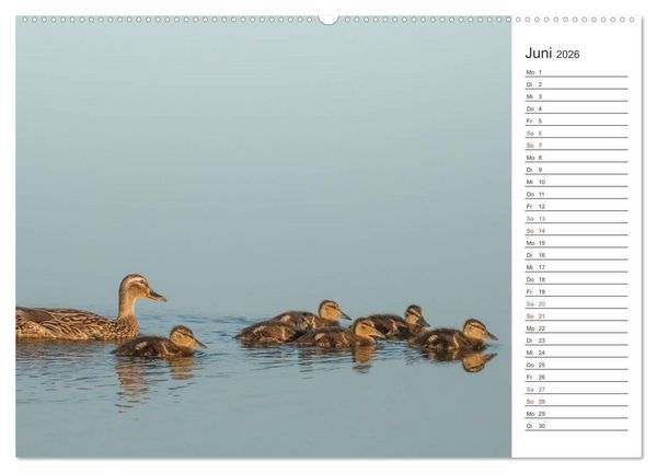 Produktbild: Emotionale Momente: Die Stockente. (hochwertiger Premium Wandkalender 2026 DIN A2 quer), Kunstdruck in Hochglanz