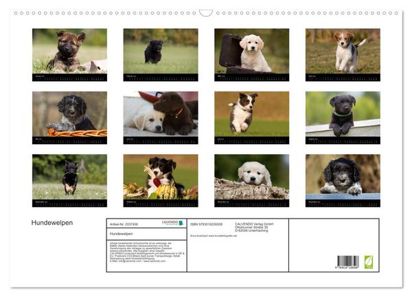 Produktbild: Hundewelpen (Wandkalender 2026 DIN A2 quer), CALVENDO Monatskalender
