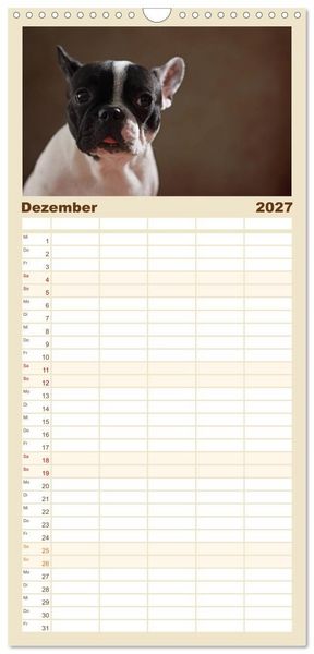 Produktbild: Familienplaner 2027 - Charme auf vier Pfoten - Franz&ouml;sische Bulldoggen Portraits mit 5 Spalten (Wandkalender, 21 x 45 cm) CALVENDO