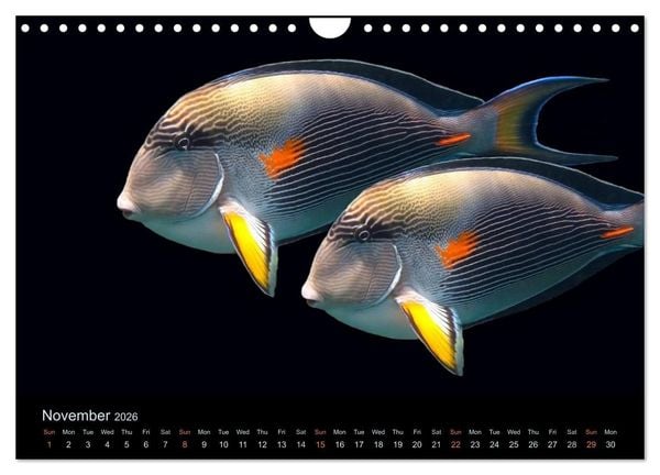 Produktbild: Water Dreams-journey through the sea (Wall Calendar 2026 DIN A4 landscape), CALVENDO 12 Month Wall Calendar
