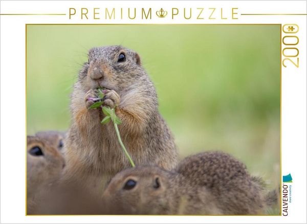 Produktbild: CALVENDO Puzzle Ziesel isst Blume | 2000 Teile Lege-Gr&ouml;&szlig;e 90x67cm Foto-Puzzle f&uuml;r gl&uuml;ckliche Stunden