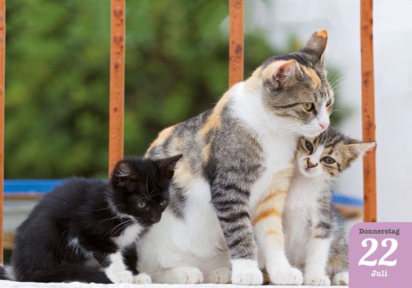 Produktbild: Katzenpoesie 2027