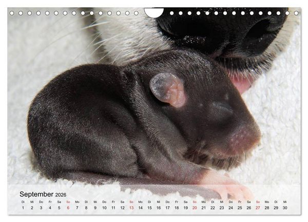 Produktbild: Ratten - Gelehrige Haustiere (Wandkalender 2026 DIN A4 quer), CALVENDO Monatskalender