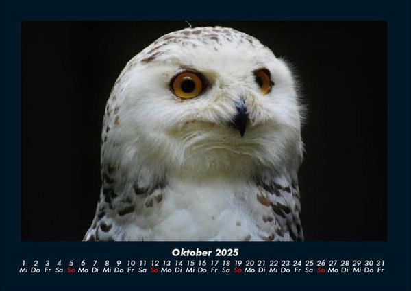 Produktbild: Welt der V&ouml;gel 2025 Fotokalender DIN A4