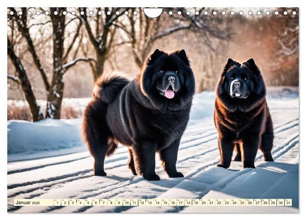 Produktbild: Chow Chow - der L&ouml;wenkopfhund (Wandkalender 2026 DIN A4 quer), CALVENDO Monatskalender