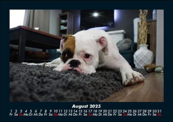 Produktbild: Der Hundekalender 2025 Fotokalender DIN A5