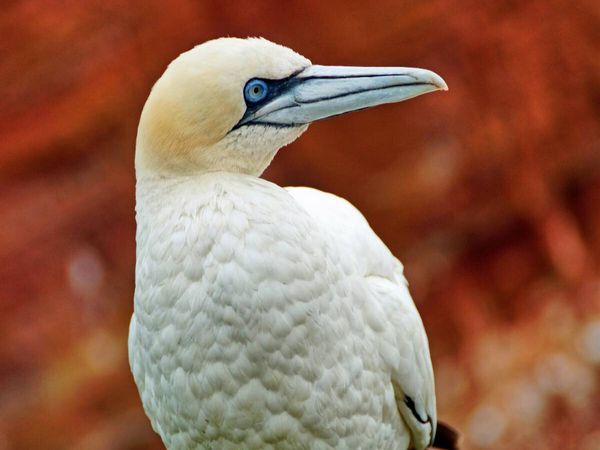 Produktbild: CALVENDO Puzzle Basst&ouml;lpel | 1000 Teile Lege-Gr&ouml;&szlig;e 64x48cm Foto-Puzzle f&uuml;r gl&uuml;ckliche Stunden