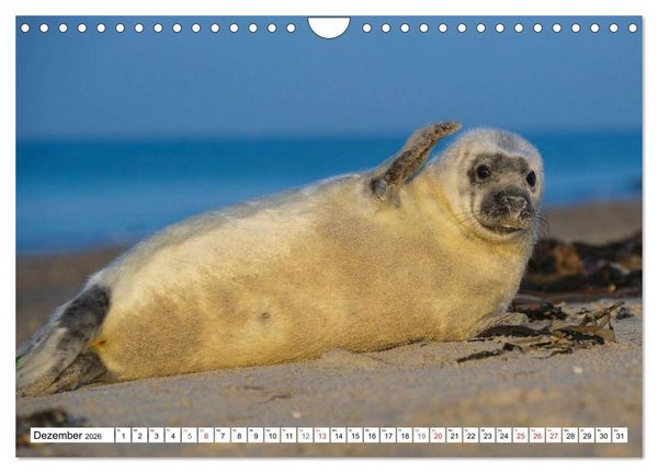 Produktbild: Kegelrobben hautnah (Wandkalender 2026 DIN A4 quer), CALVENDO Monatskalender