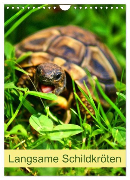 Langsame Schildkröten (Wandkalender 2025 DIN A4 hoch), CALVENDO Monatskalender