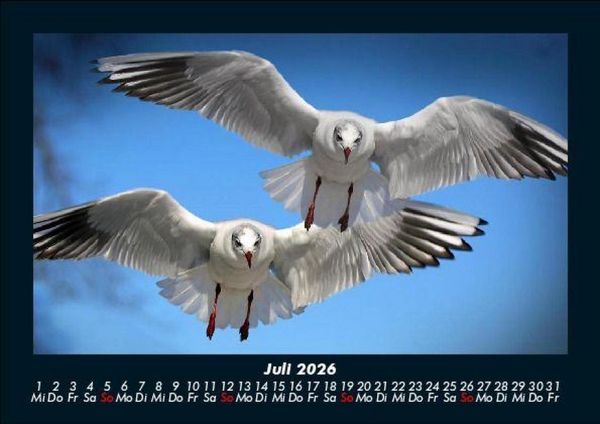 Produktbild: M&ouml;wen 2026 Fotokalender DIN A5