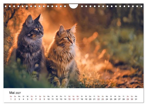 Produktbild: Eleganz in Pelz - ein Maine Coon - Kalender (Wandkalender 2027 DIN A4 quer), CALVENDO Monatskalender