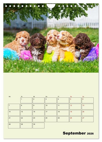 Produktbild: Lagotto Romagnolo - Der Tr&uuml;ffelhund Italiens - Planer (Wandkalender 2026 DIN A4 hoch), CALVENDO Monatskalender