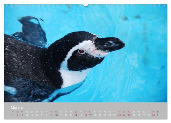 Produktbild: Pinguine 2026 (Wandkalender 2026 DIN A2 quer), CALVENDO Monatskalender