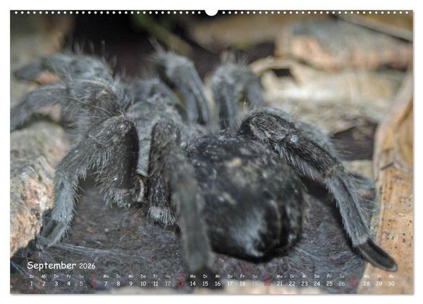 Produktbild: Vogelspinnen (hochwertiger Premium Wandkalender 2026 DIN A2 quer), Kunstdruck in Hochglanz