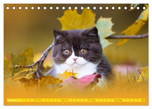 Produktbild: Katzenkinder - Britisch Kurzhaar (Tischkalender 2026 DIN A5 quer), CALVENDO Monatskalender