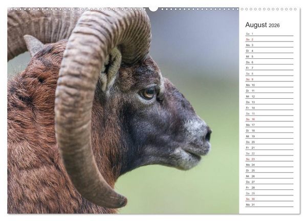 Produktbild: Emotionale Momente: Muffelwild. (hochwertiger Premium Wandkalender 2026 DIN A2 quer), Kunstdruck in Hochglanz