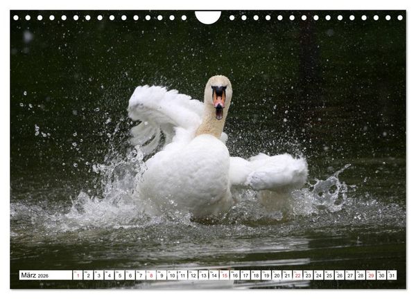 Produktbild: Heimische Tiere (Wandkalender 2026 DIN A4 quer), CALVENDO Monatskalender