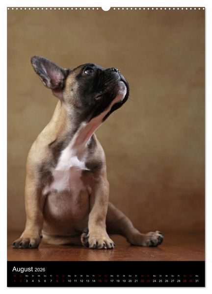 Produktbild: Bullys mit Charme - Franz&ouml;sische Bulldoggen im Portrait (hochwertiger Premium Wandkalender 2026 DIN A2 hoch), Kunstdruck in Hochglanz