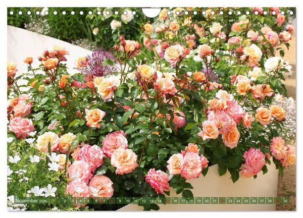 Produktbild: Verlockende Rosenpracht (Wandkalender 2026 DIN A4 quer), CALVENDO Monatskalender