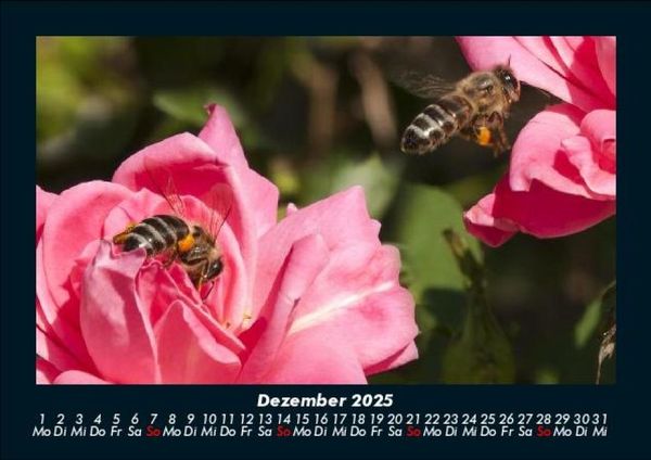Produktbild: Rosen-Kalender 2025 Fotokalender DIN A5