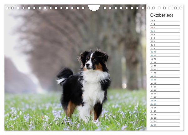 Produktbild: Australian Shepherd Tri Color (Wandkalender 2026 DIN A4 quer), CALVENDO Monatskalender