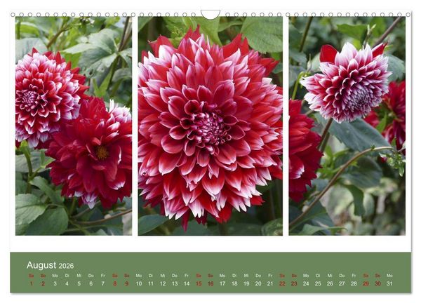 Produktbild: Dahlien-Triplets (Wandkalender 2026 DIN A3 quer), CALVENDO Monatskalender