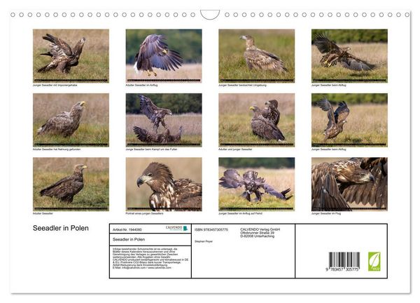 Produktbild: Seeadler in Polen (Wandkalender 2026 DIN A3 quer), CALVENDO Monatskalender