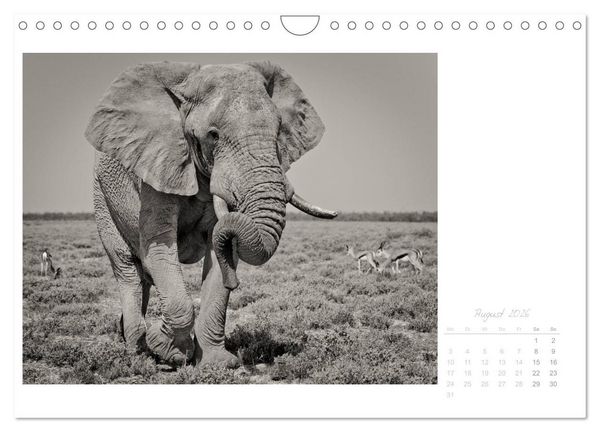 Produktbild: Elefanten in Etosha (Wandkalender 2026 DIN A4 quer), CALVENDO Monatskalender