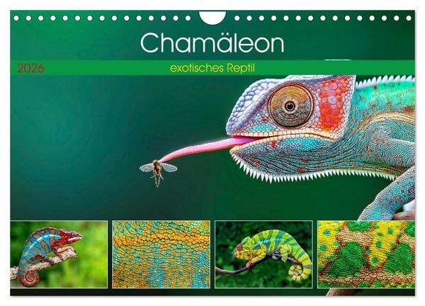 Produktbild: Cham&auml;leon - exotisches Reptil (Wandkalender 2026 DIN A4 quer), CALVENDO Monatskalender