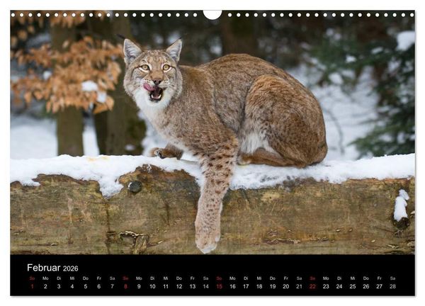 Produktbild: Luchse - Europas gr&ouml;&szlig;te Katzen (Wandkalender 2026 DIN A3 quer), CALVENDO Monatskalender