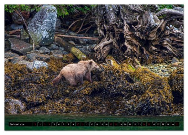 Produktbild: Grizzlys und Geisterb&auml;ren - Glendale Cove, Kanada (Tischkalender 2026 DIN A5 quer), CALVENDO Monatskalender
