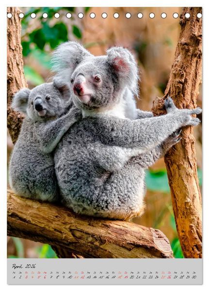 Produktbild: Koala, kleiner B&auml;r (Tischkalender 2026 DIN A5 hoch), CALVENDO Monatskalender