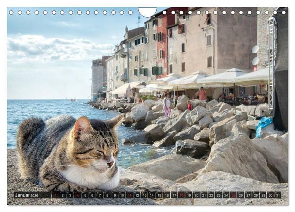Produktbild: Die Katzen von Rovinj (Wandkalender 2026 DIN A4 quer), CALVENDO Monatskalender